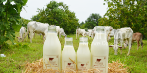 Annam Milk milk suppliers in chennai